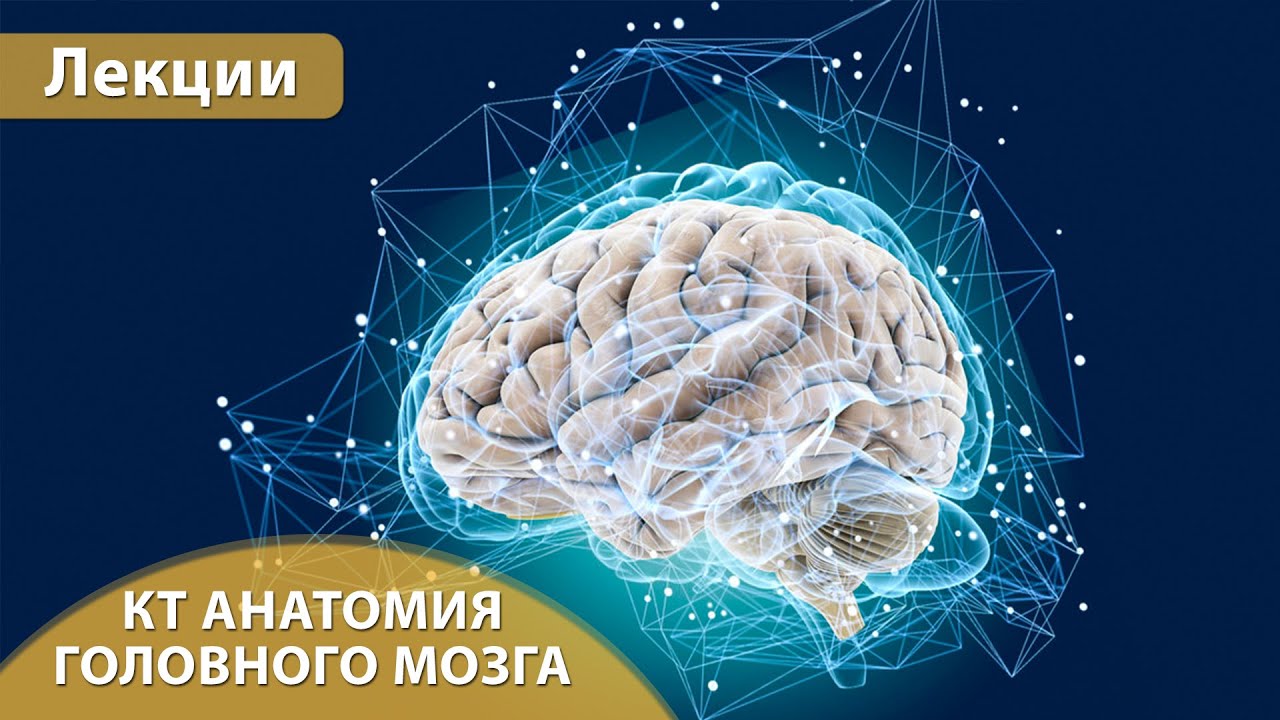 КТ анатомия головного мозга. Андрей Мангов
