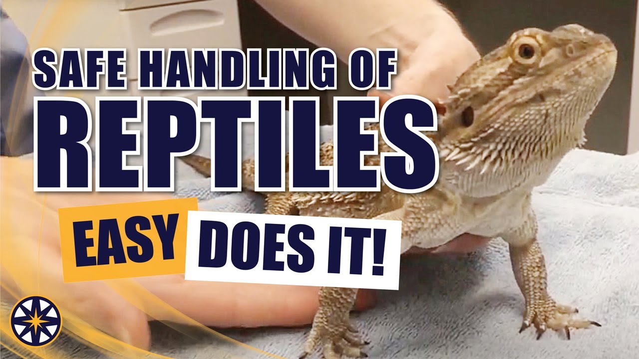 Safe Handling of Reptiles