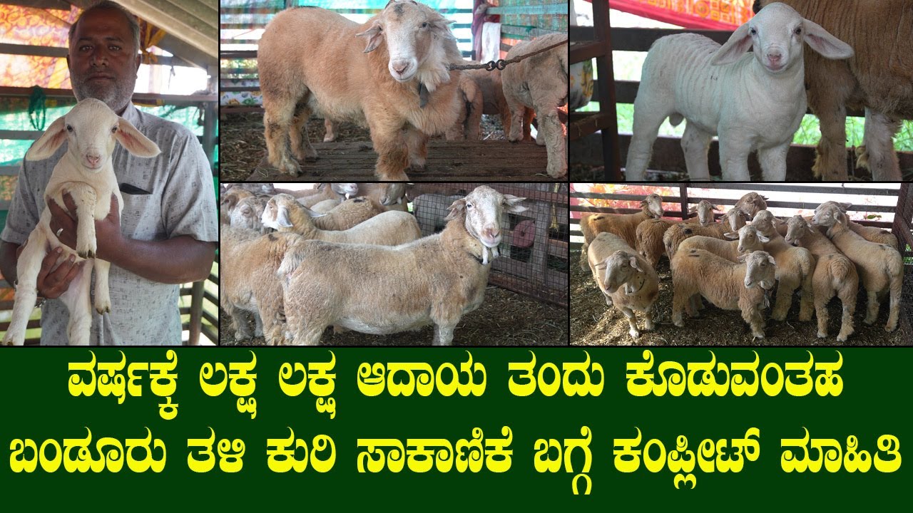 ವರ್ಷಕ್ಕೆ ಲಕ್ಷ ಲಕ್ಷ ಆದಾಯ ತಂದು ಕೊಡುವಂತಹ ಬಂಡೂರು ತಳಿ ಕುರಿ ಸಾಕಾಣಿಕೆ ಬಗ್ಗೆ ಕಂಪ್ಲೀಟ್ ಮಾಹಿತಿ.|BANDUR SHEEP