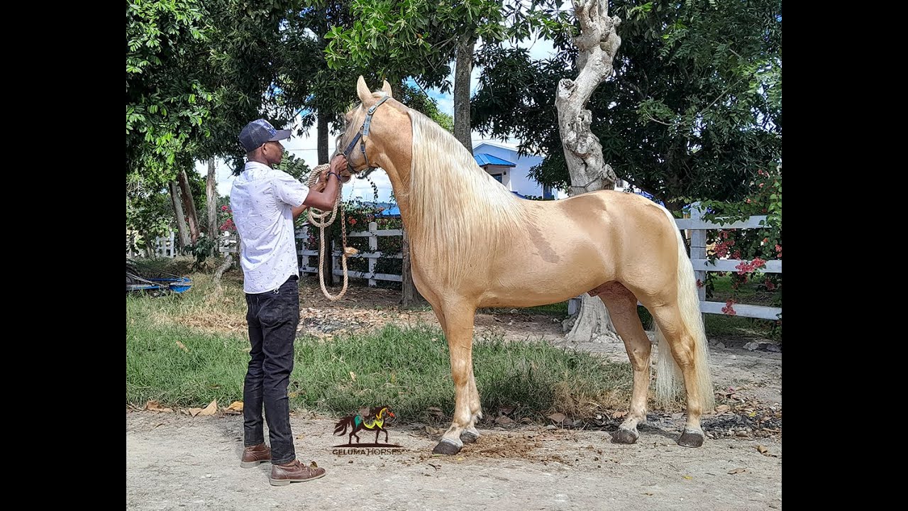 Bryan Alexander (El gato) - trabajando el caballo PH para bella forma