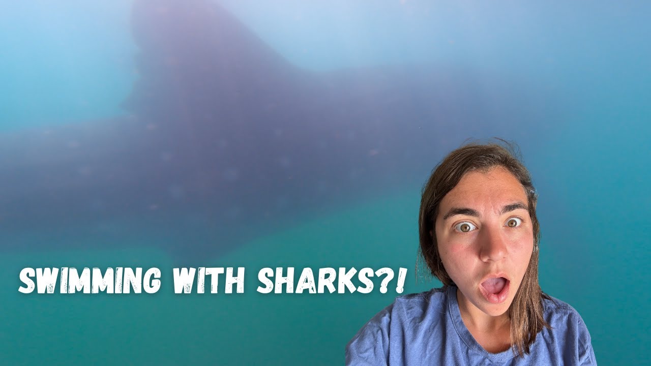 Swimming with WHALE SHARKS in La Paz