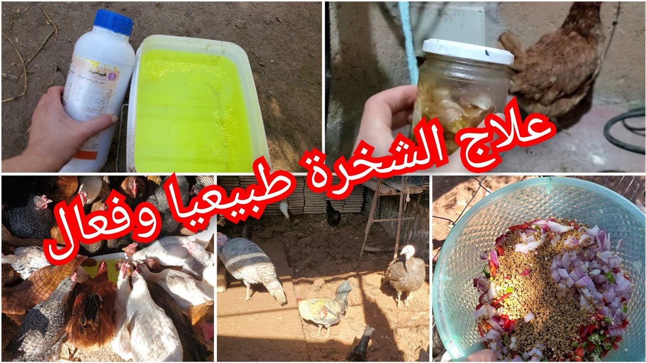 يومياتي في البادية مع دجيجاتي✅️علاج الشخرة طبيعيا✅️أحسن مضاد سموم وفيتامين في نفس الوقت👍