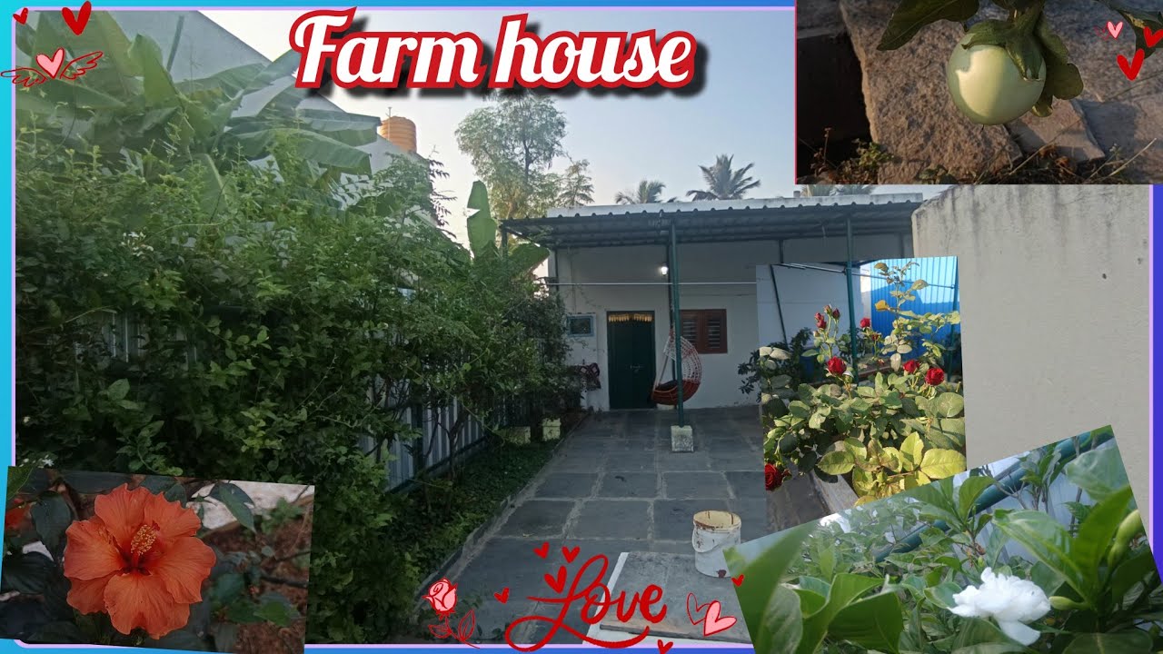 ನಮ್ಮ ಊರು ತುಮಕೂರು / Farm house garden❤️ tour 🧿#villagelife //organic veg seeds purchase #subscribe ♥️