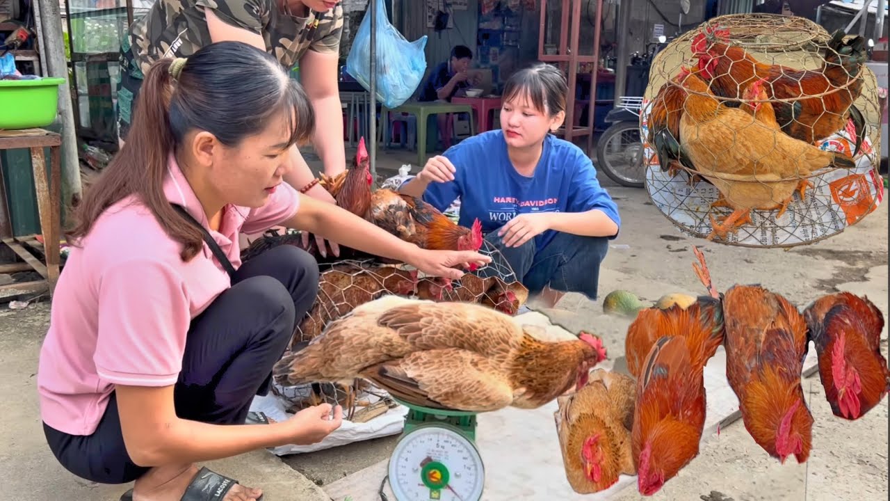 Country Life/My Farm taught me how to sell quickly at the market. Take care of pigs and chickens.