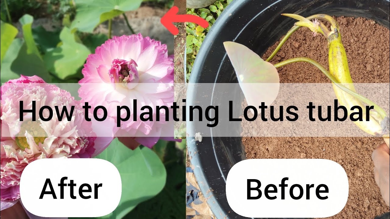 வீட்டில் தாமரை கிழங்கு நடும் முறை/ Step by Step Tamil /How to planting Lotus Tuber in terrace garden