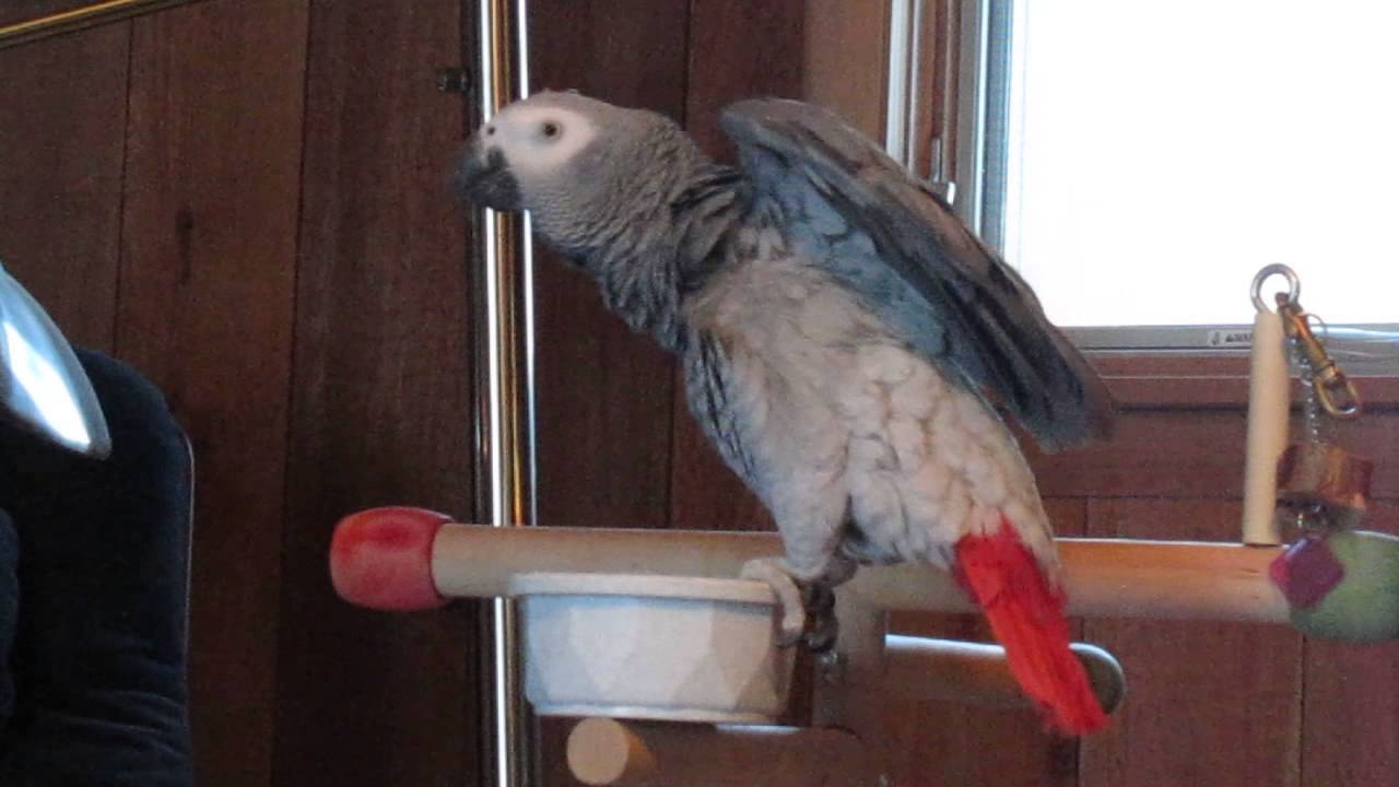 Poppy the African Grey shows off her vocabulary Part II