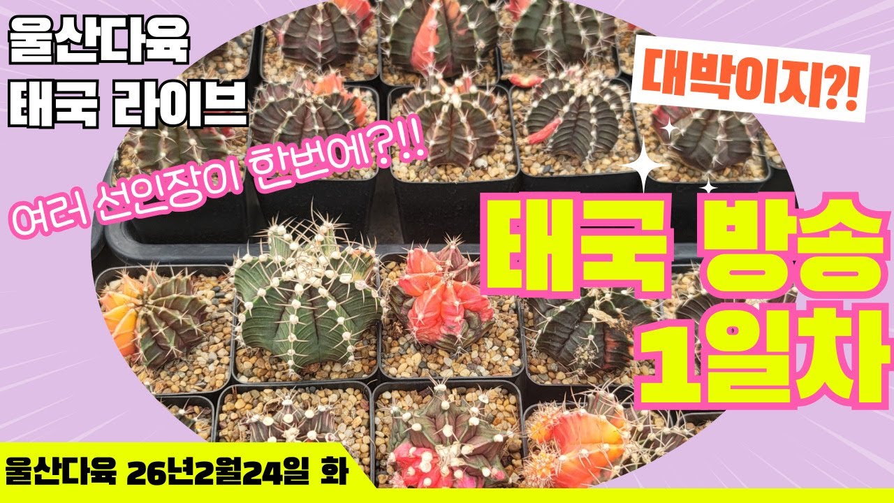[2월24일 화]“색이 이렇게 다양하다고??🌵✨구경만 하다 나가도 OK! (근데… 못 나갈 수도😳)#울산다육 #유튜브라이브 #라이브쇼핑 #선인장 #다육이 #식물 #실시간방송 #