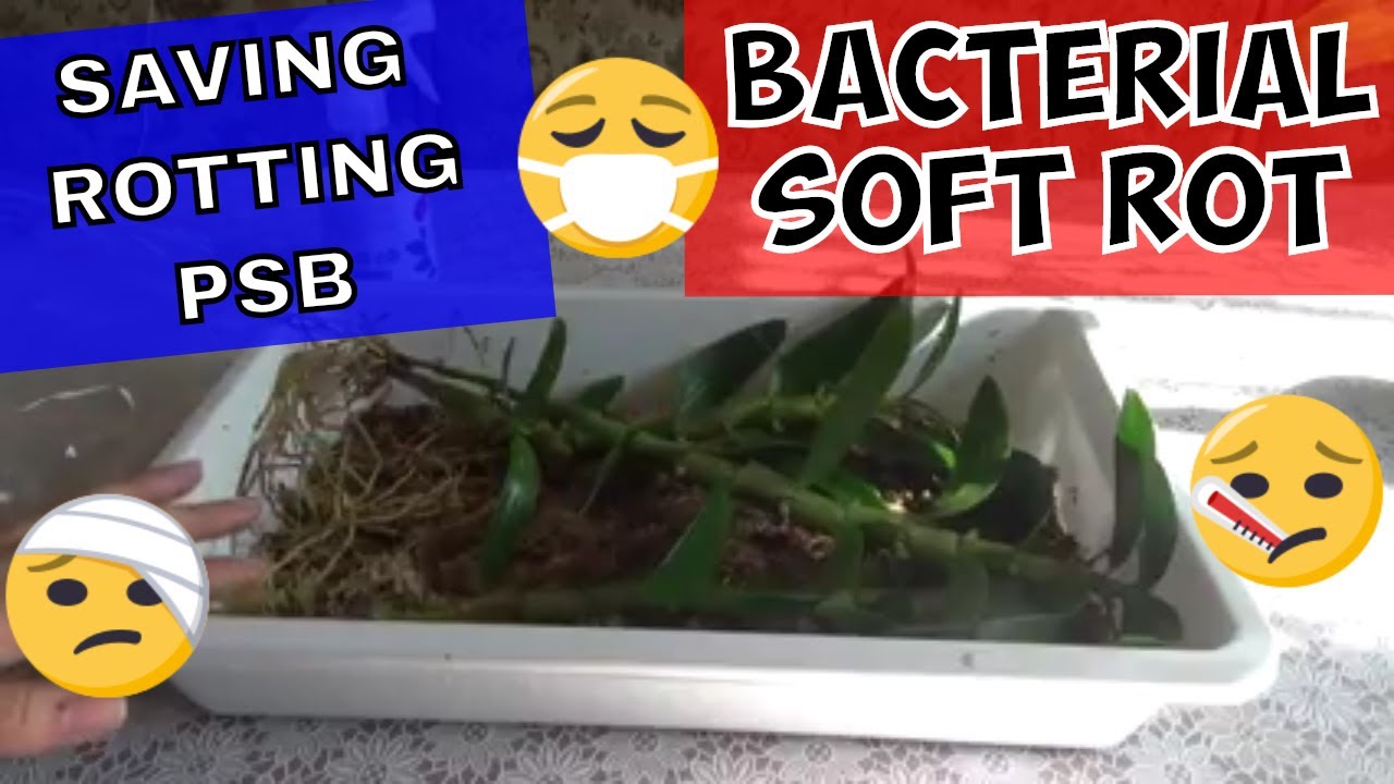 Orchid Diseases -  Erwinia Soft Rot on orchids | Saving orchids