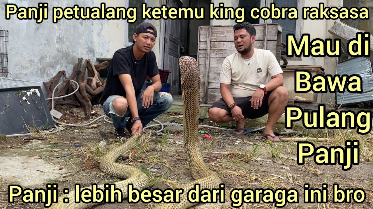 YANG DI TUNGGU-TUNGGU PANJI PETUALANG KETEMU ULAR KING COBRA RAKSASA ANTABOGA AMAR PD