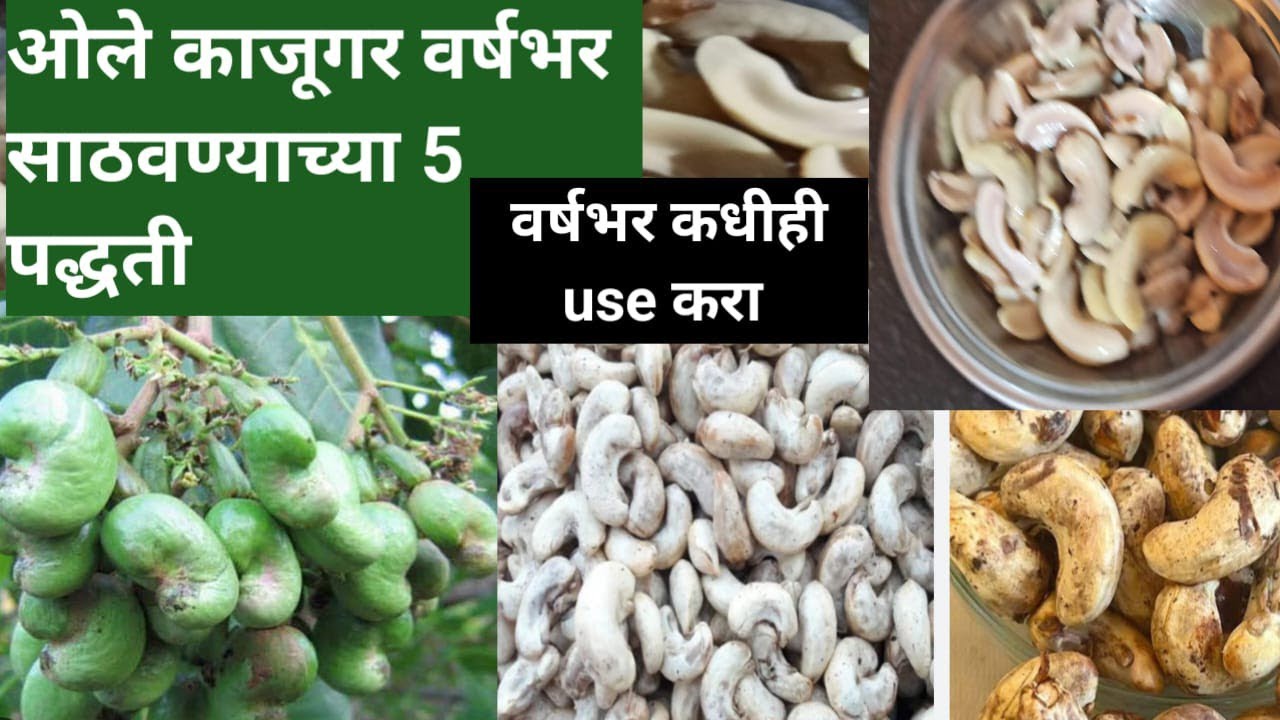 ओल्या काजू च्या बिया स्टोअर करण्याच्या पाच पद्धती..काही दिवस,महिने आणि वर्ष संपले तरी या पद्धतीने
