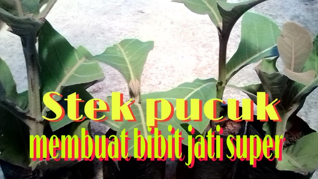 Cara stek pucuk pohon jati Super