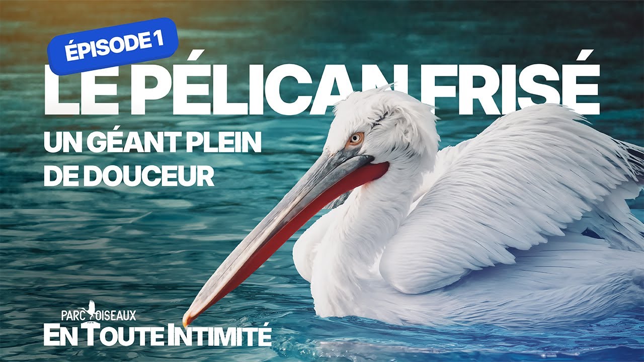 En toute intimité - Le Pélican frisé