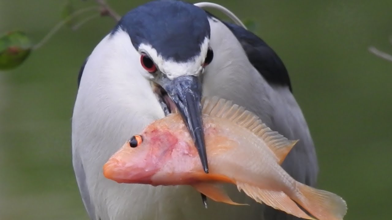 2022/4/17 夜鷺吞大魚 Black-Crowned Night Heron Swallows a Huge Fish