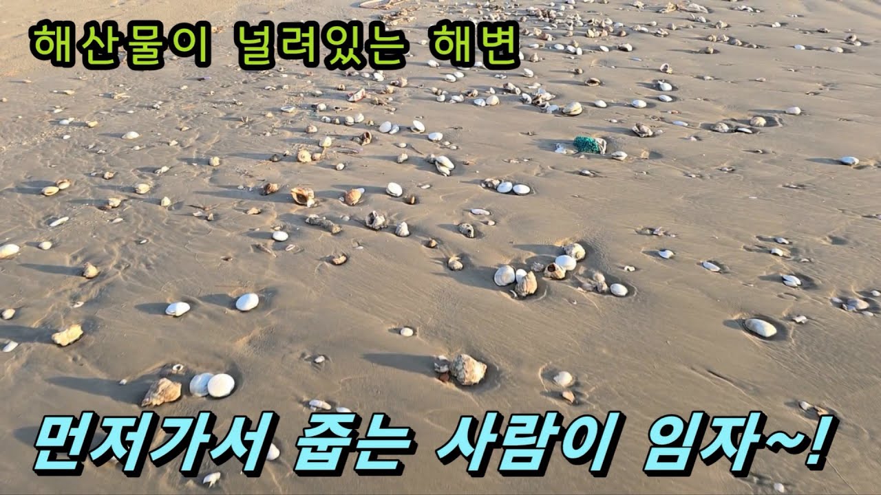 해수욕장에 어머어마하게 널려 있다! 먼저가는 사람이 임자~ #해루질