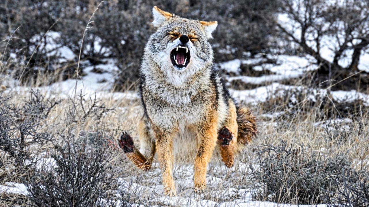 BEST PREDATOR HUNTING  | HIGH-QUALITY 4k FOOTAGE | 6.5 CREEDMOOR | NEW 2026