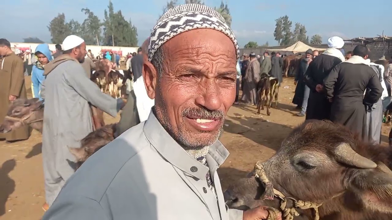 تقرير شامل عن اسعار العجول والغنم والماعز والبقر الوالد من سوق بيلا