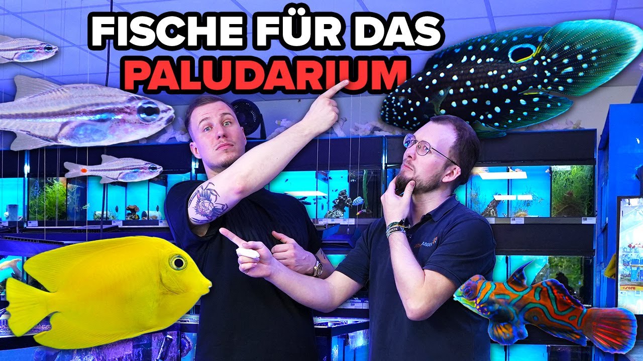 Welche FISCHE für das MEERWASSER-PALUDARIUM?! + Aktueller Stand