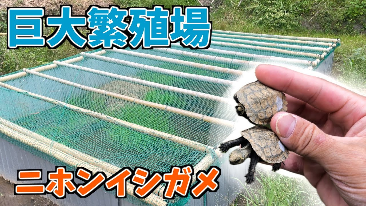 巨大なニホンイシガメの繁殖場に行ってきました。
