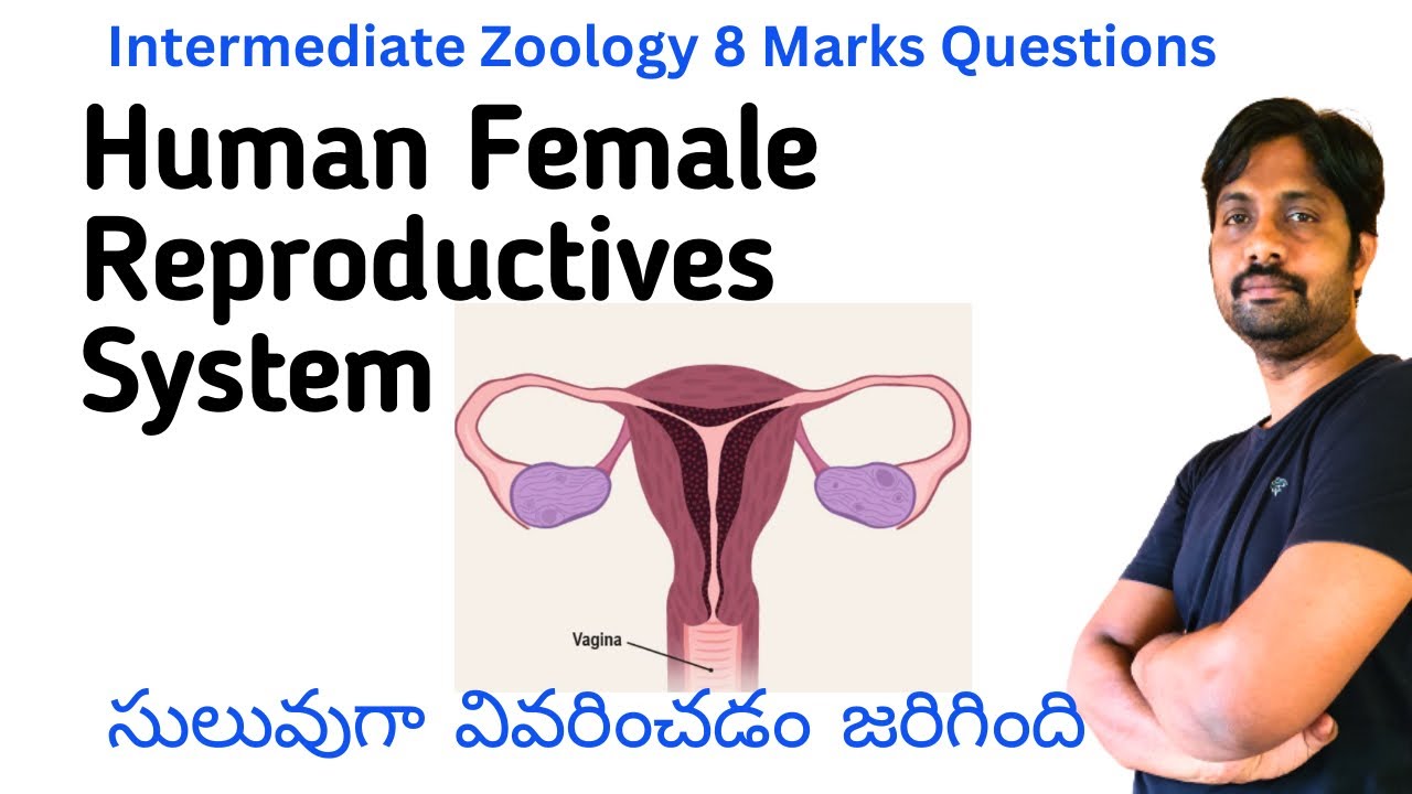 Human Female Reproductive System || Zoology 8 Marks Quotation