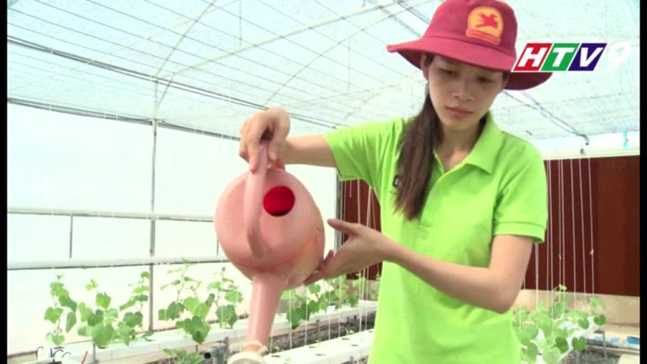 Mô hình trang trại rau sạch thủy canh MekongFarm