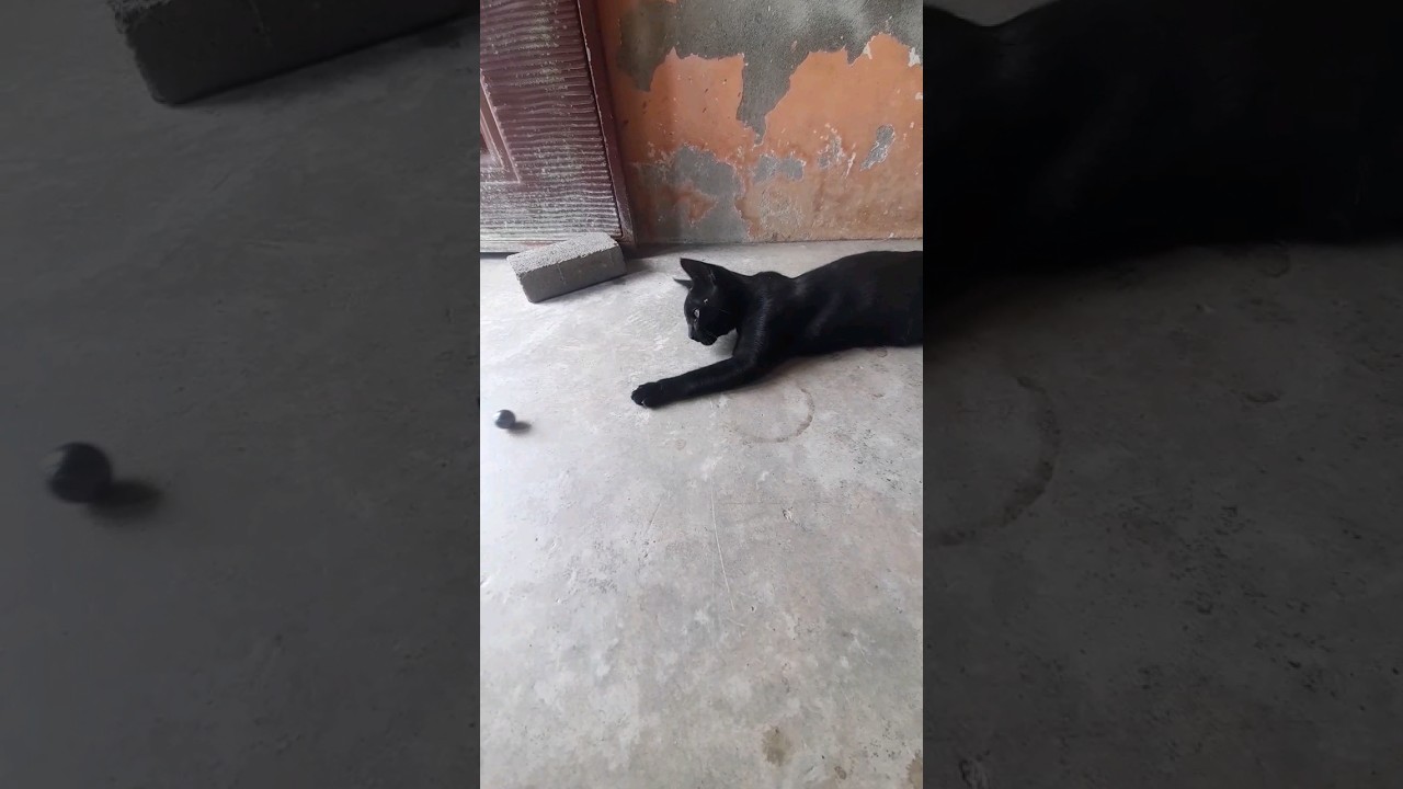 gatito negro jugando con una pelotita