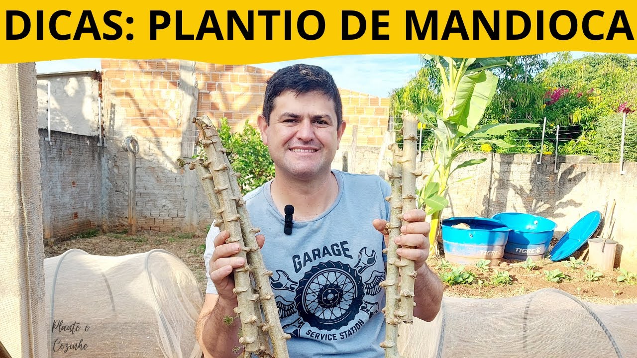 DICAS INFALÍVEIS para Plantar MANDIOCA, MACAXEIRA, AIPIM e Colher SEM FIAPOS