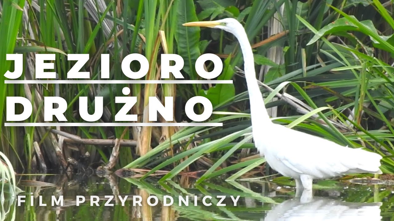 Jezioro Drużno - film przyrodniczy
