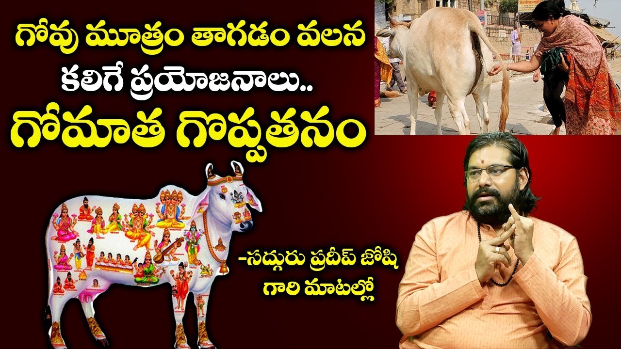 రోజు ఆవుకి ఈ పదార్థాలు పెడితే మీరు కోటీశ్వరులు అవుతారు  | Benefits of Gomatha pooja | Pradeep Joshi
