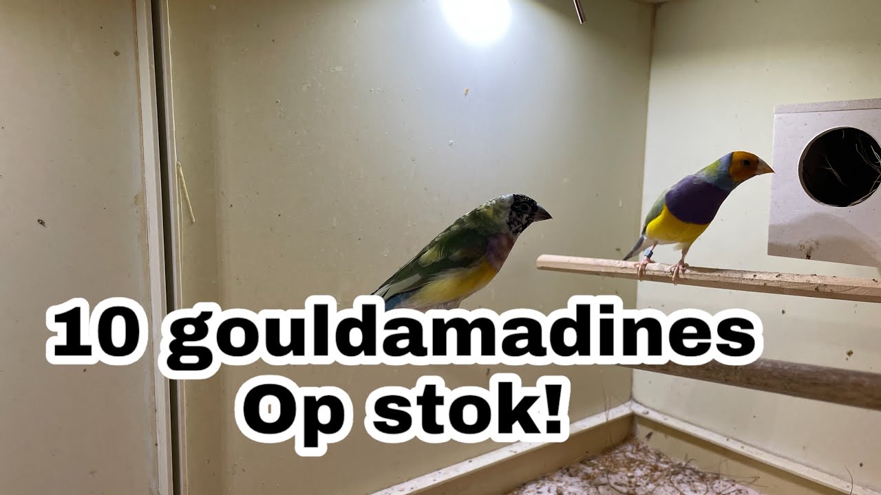10 Jonge Gouldamadines op stok! | Vogel update! | Gouldamadines |