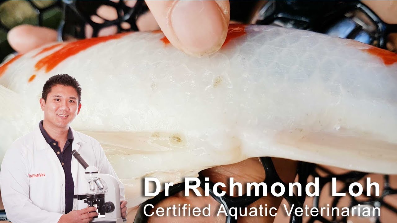 Bad advice leads to fish pond deaths, treating fish lice, birds bring parasites to pond