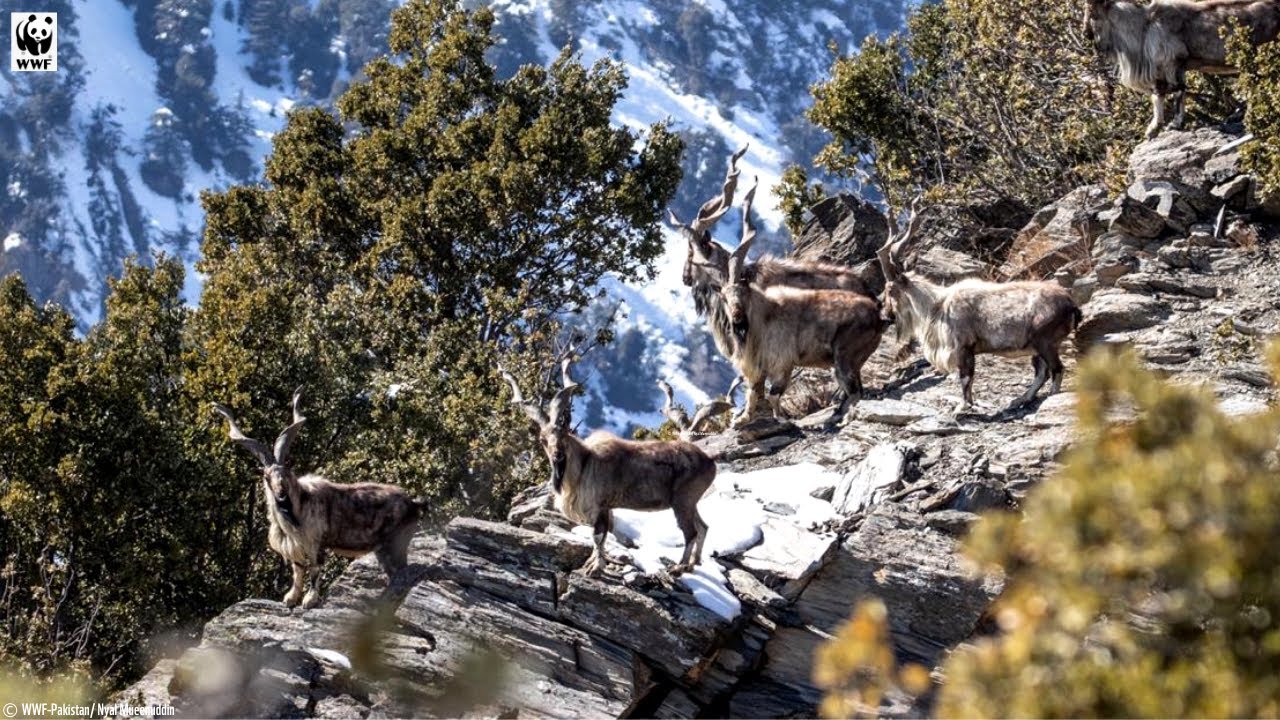 Chasing Markhor - Behind the scenes