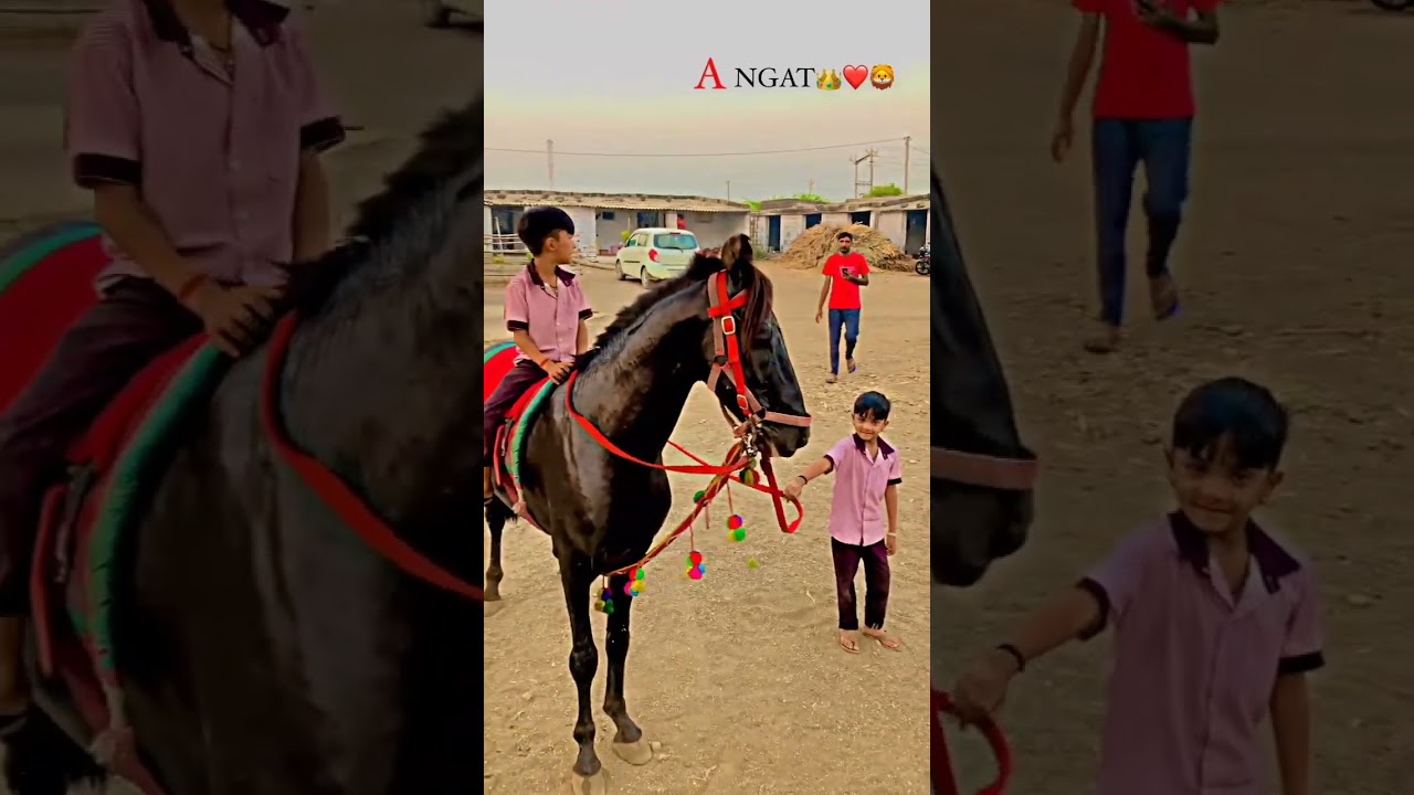Kathiyawadi Horse 🏇#shorts #viral #horse #horselover #horseriding #trending #india #youtube #status