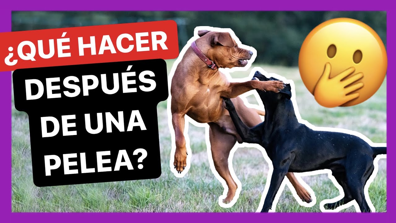 MIS PERROS SE HAN PELEADO ENTRE ELLOS ❌😰 - ¿QUÉ HACER DESPUÉS?🤔