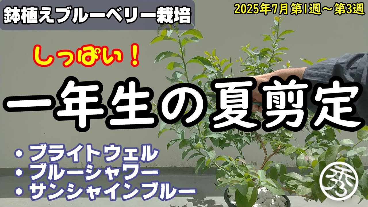 鉢植えブルーベリー栽培1年目の夏剪定