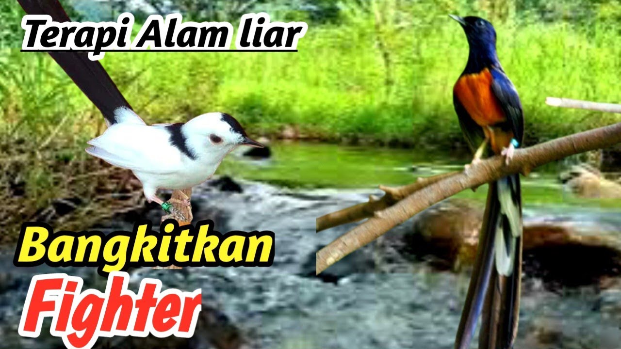 “Therapy Murai Premium: Atmosfer Sungai Hutan Liar yang Meningkatkan Fighter Mode
