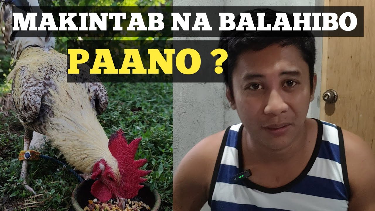 Paano Pakintabin ang Balahibo Nang Manok | Peejay Vergara