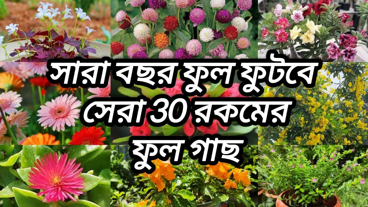 সারাবছর ফুল ফুটবে সেরা 30 রকমের ফুলগাছ||Top 30 Flowers Plants||এই ফুলগাছ বাগানে থাকলে ফুলে ভরে যাবে