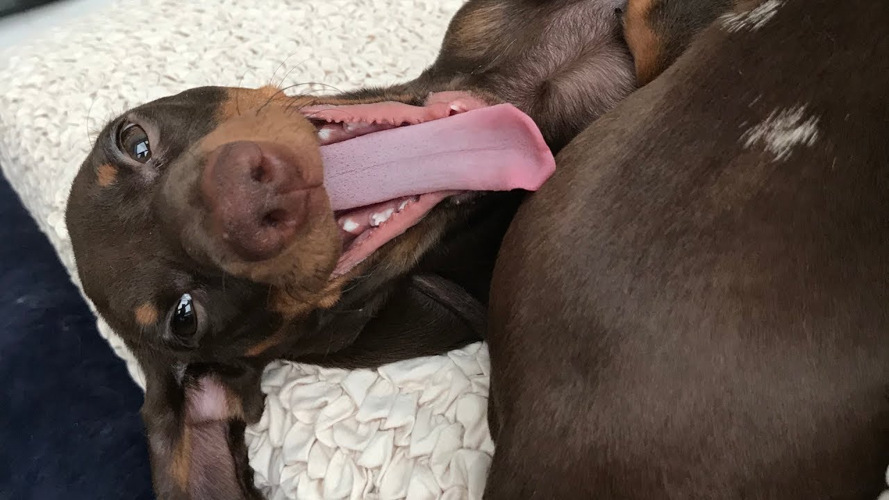 More dogs - More fun