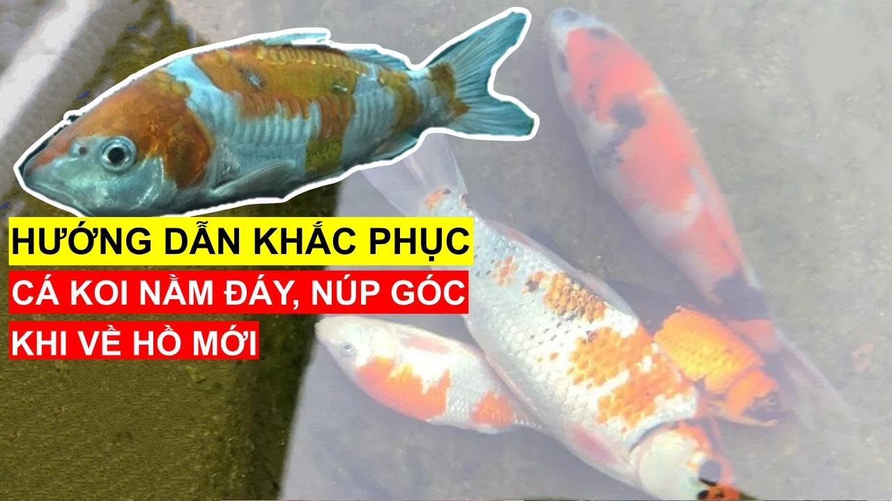 Hướng dẫn Cách Khắc Phục Cá Koi Nằm Đáy, Núp Góc, Tuột Nhớt Khi Về Hồ Mới. Sau 4 Ngày Cá Koi Mút Tay