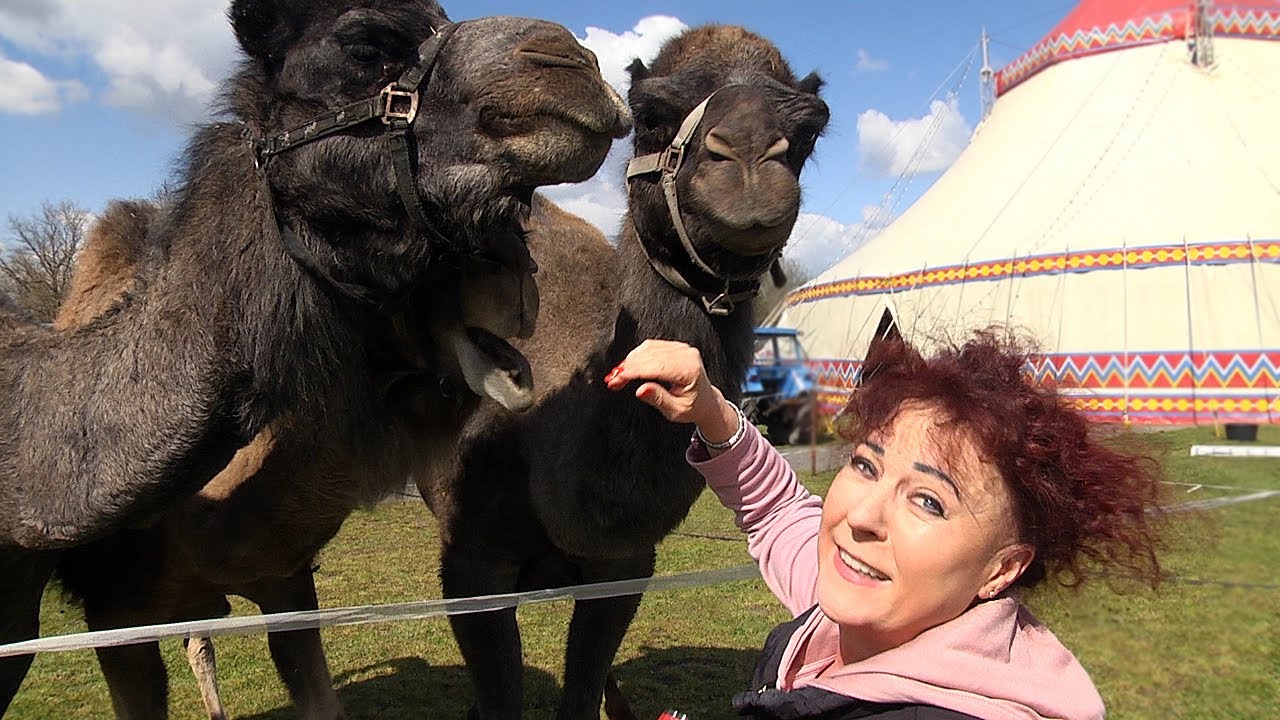 Zirkus Karl Althoff Köllner kehrt heim nach Zwickau