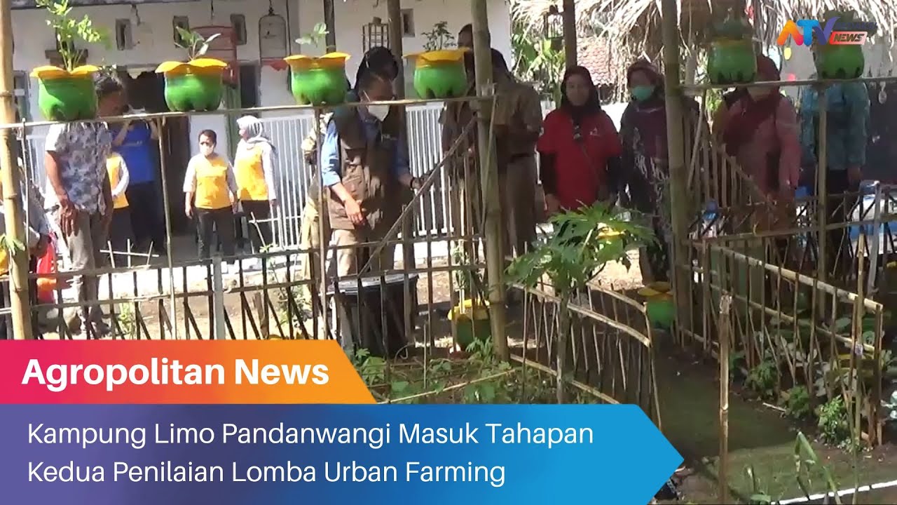 KAMPUNG LIMO PANDANWANGI MASUK TAHAPAN KEDUA PENILAIAN LOMBA URBAN FARMING | ATV MALANG RAYA