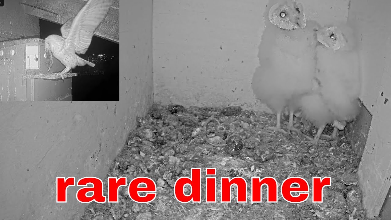 Rare Natural Footage 🦉 Barn Owl Brings Headless Mole Rat to Nestlings 🐭