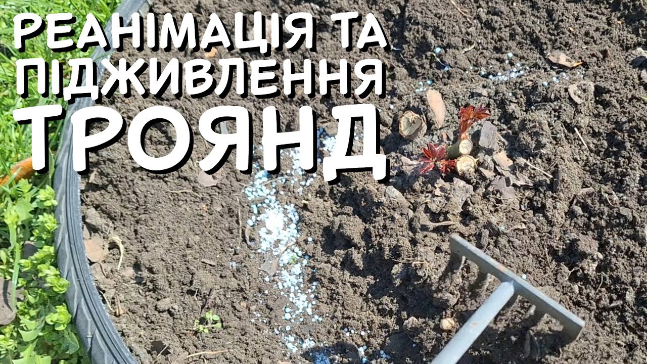 НАЙКРАЩІ СПОСОБИ РЕАНІМАЦІЇ ТА ПІДЖИВЛЕННЯ ТРОЯНД НАВЕСНІ 🌹