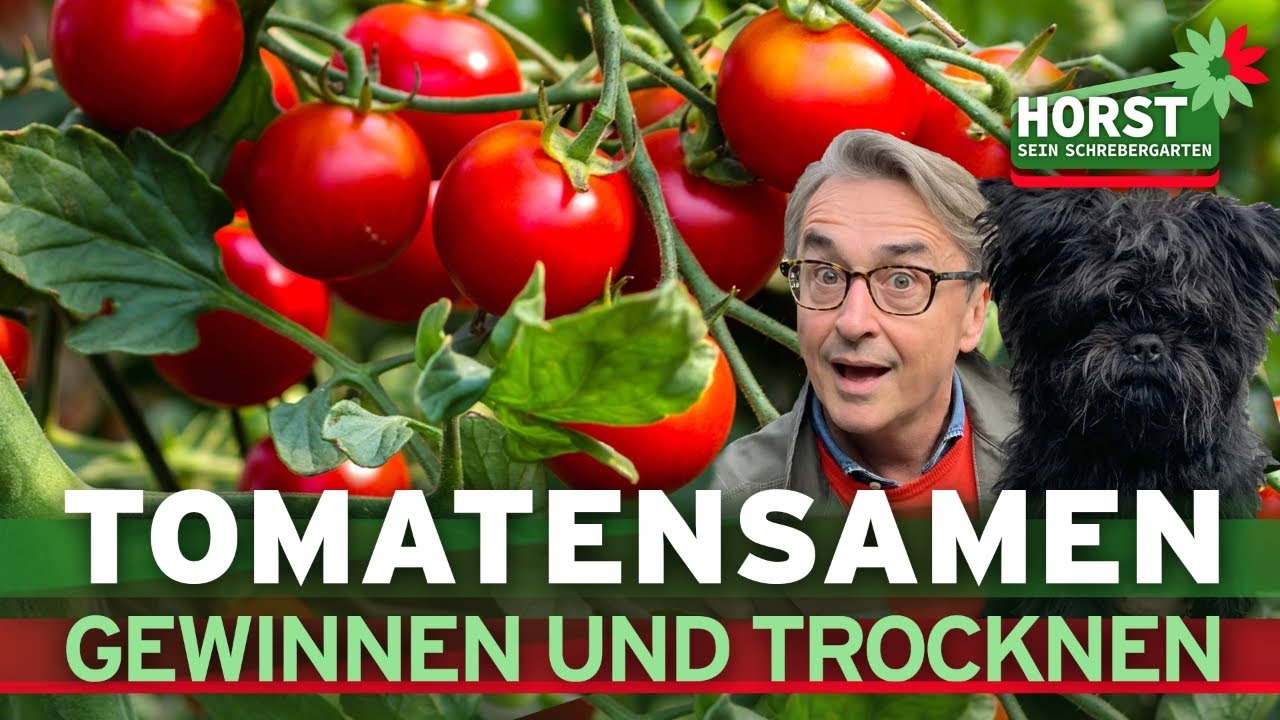 So kannst Du Samen aus Tomaten gewinnen und trocknen! | Horst sein Schrebergarten