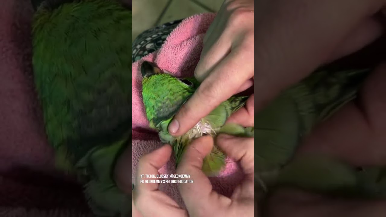 There's an exception to just about every rule, and today I'm preening Paco's wing feathers for him