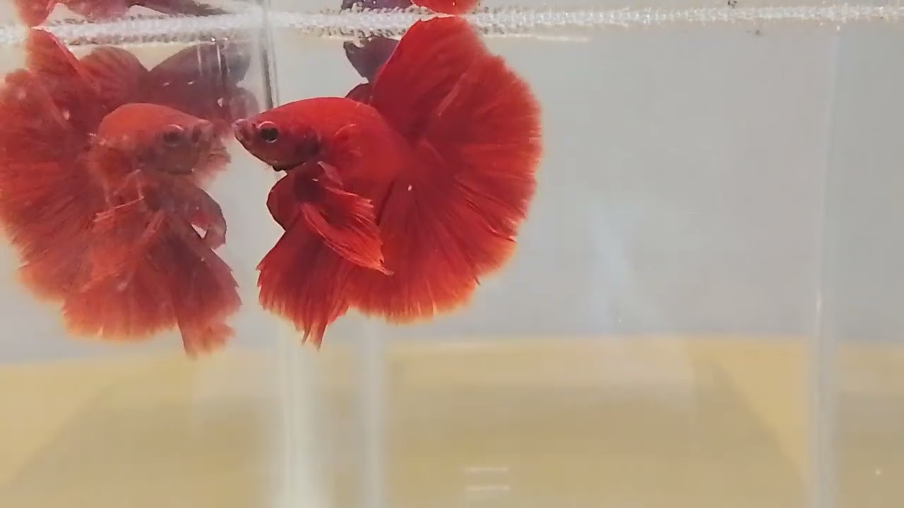 Full red halfmoon Betta 
