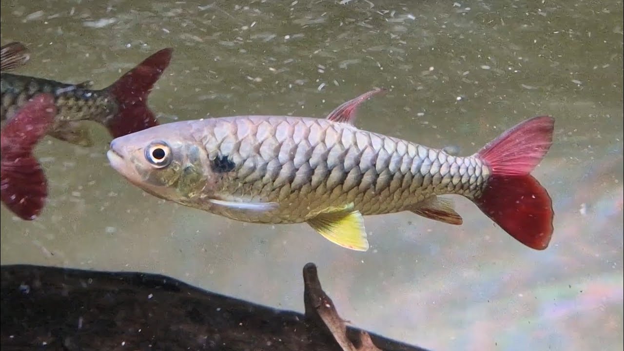 Chalceus erythrurus - about 20cm in a 2000l tank