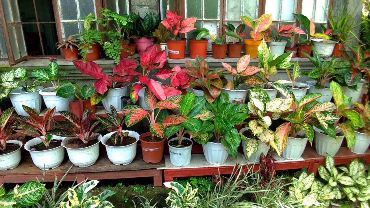 BEAUTIFUL MOTHER PLANTITA AND HER PLANT COLLECTIONS