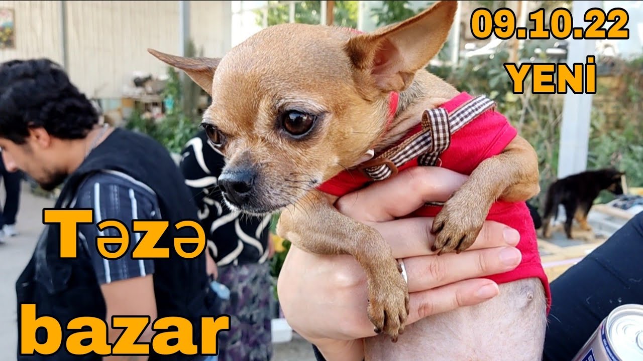 Təzə bazar #it #pişik #karela #bülbül #kanarya #tutuqusu #mubarizemintv ##təzəbazar #tezebazar