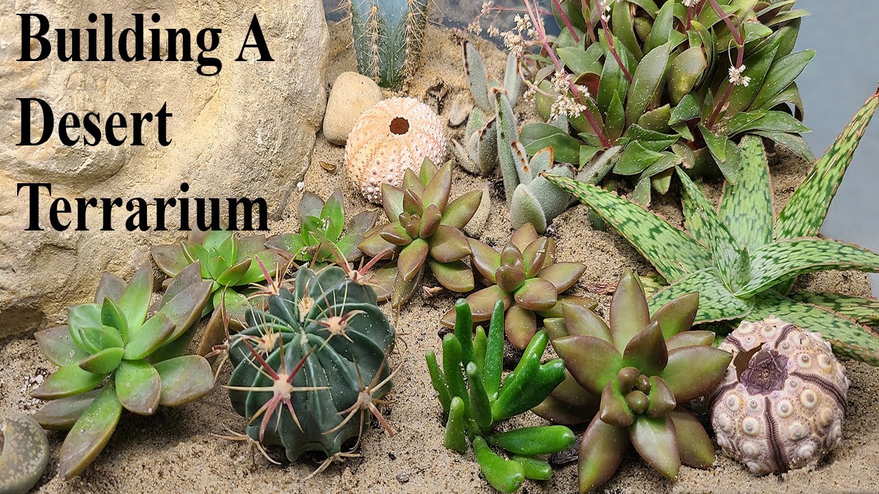 Building A Desert Terrarium